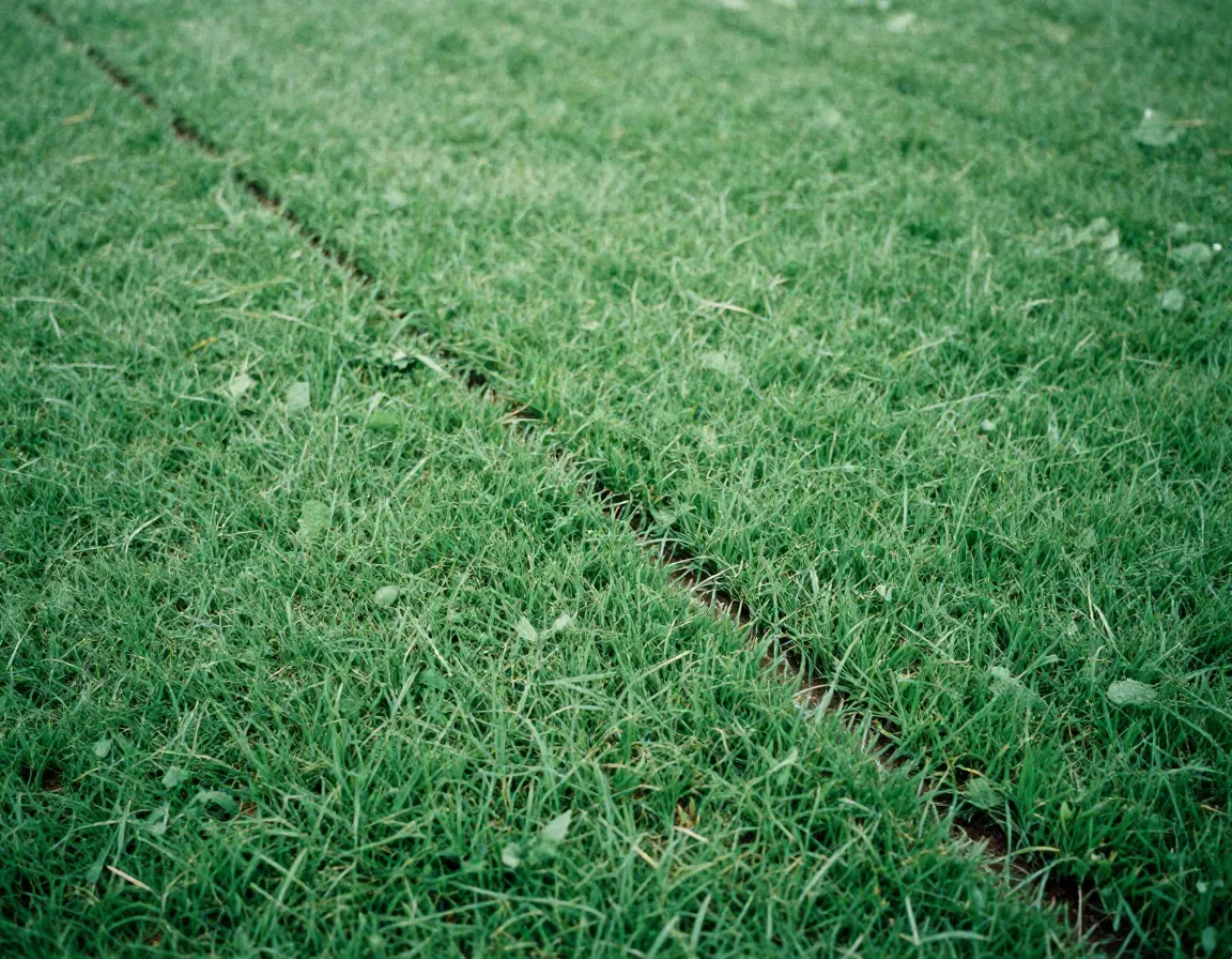 Professional Lawn Care